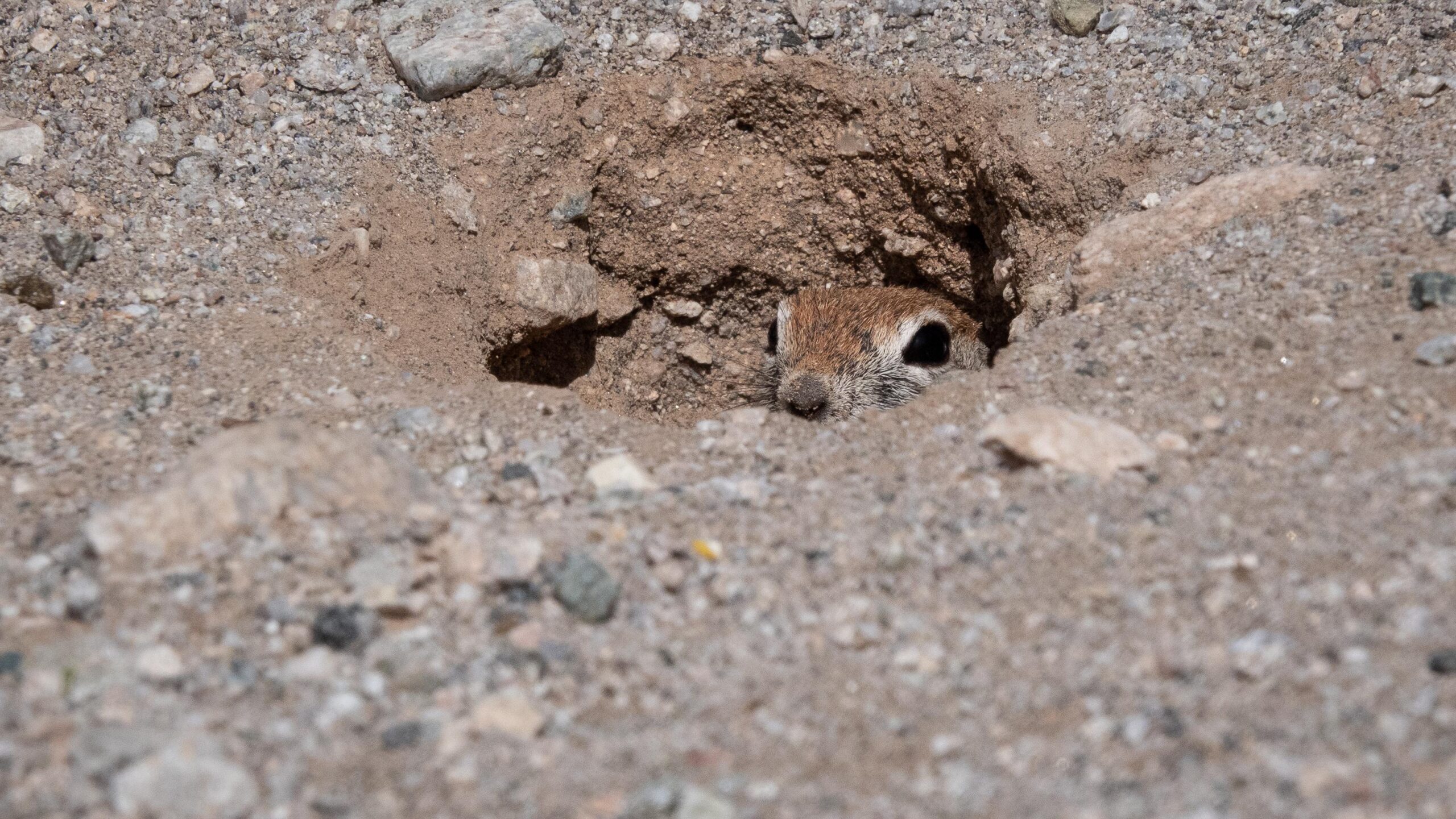 The Great Squirrel War: Pellets, Gas, and the Sun-Powered Apocalypse